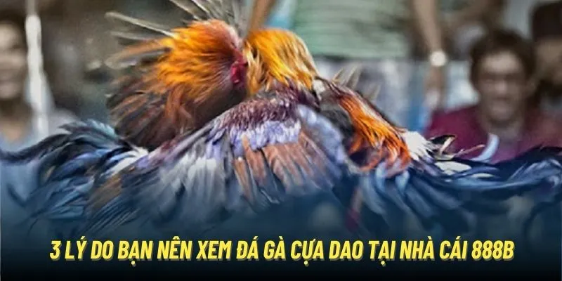 3 lý do bạn nên xem đá gà cựa dao tại nhà cái 888B