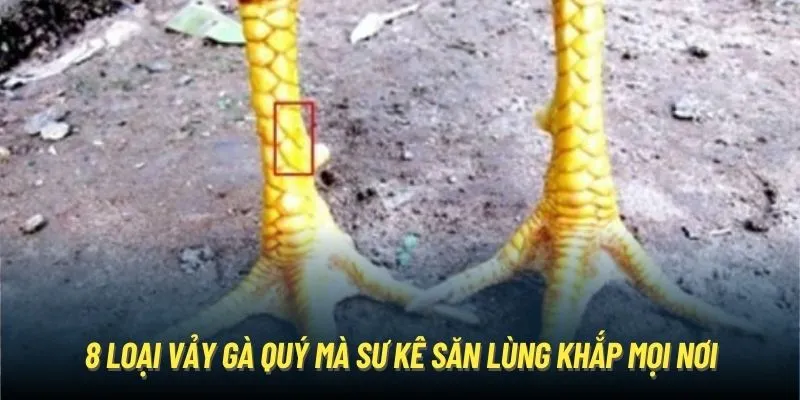 8 loại vảy gà quý mà sư kê săn lùng khắp mọi nơi