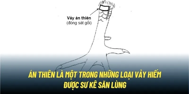 Án thiên là một trong những loại vảy hiếm được sư kê săn lùng