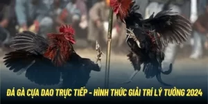 Đá gà cựa dao trực tiếp