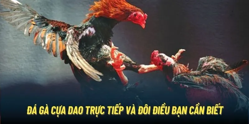 Đá gà cựa dao trực tiếp và đôi điều bạn cần biết