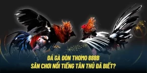 Đá gà đòn Thomo