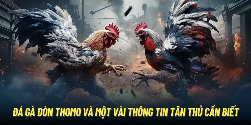 Đá gà đòn Thomo và một vài thông tin tân thủ cần biết