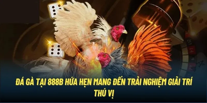 Đá gà tại 888B hứa hẹn mang đến trải nghiệm giải trí thú vị