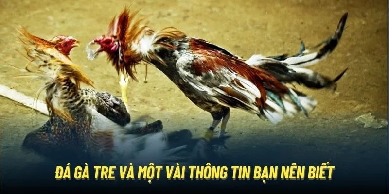 Đá gà tre và một vài thông tin bạn nên biết