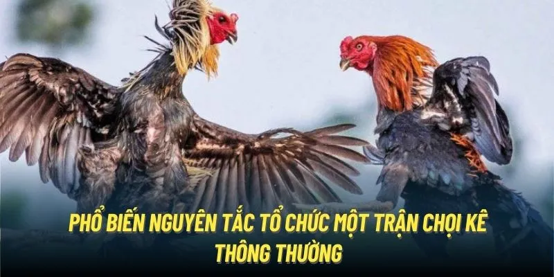 Phổ biến nguyên tắc tổ chức một trận chọi kê thông thường