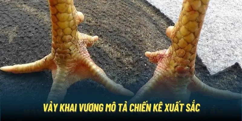 Vảy khai vương mô tả chiến kê xuất sắc